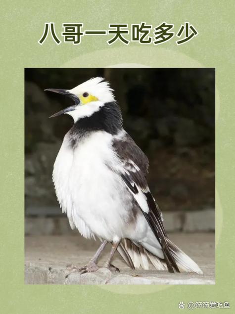 天狼影院2019的相关介绍